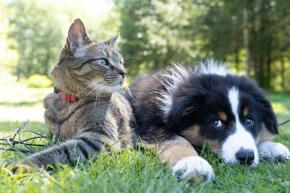 Un chat et un chien c&ocirc;te &agrave; c&ocirc;te — formation ACACED Chien + Chat