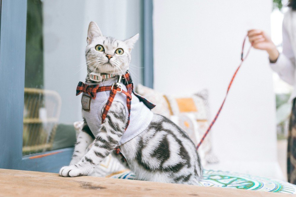 Chat en int&eacute;rieur, observation du comportement f&eacute;lin